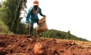 Abogados dicen plazo de Medio Ambiente a los agricultores Valle Nuevo vence en marzo