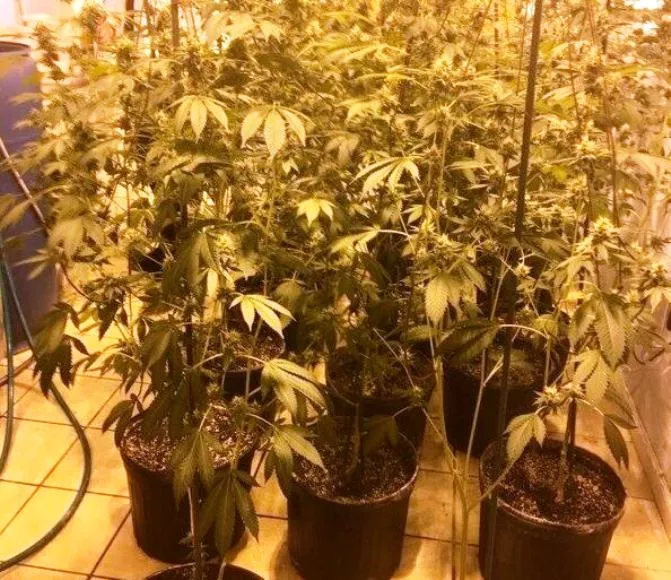 marihuana-ny marihuana-ny