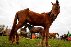 Los animales jubilados pasarán el resto de su vida en un santuario. 