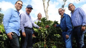 Gobierno usará plantas de café resistentes a la roya para reforestar