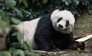 Muere en Hong Kong la panda gigante más vieja en cautividad