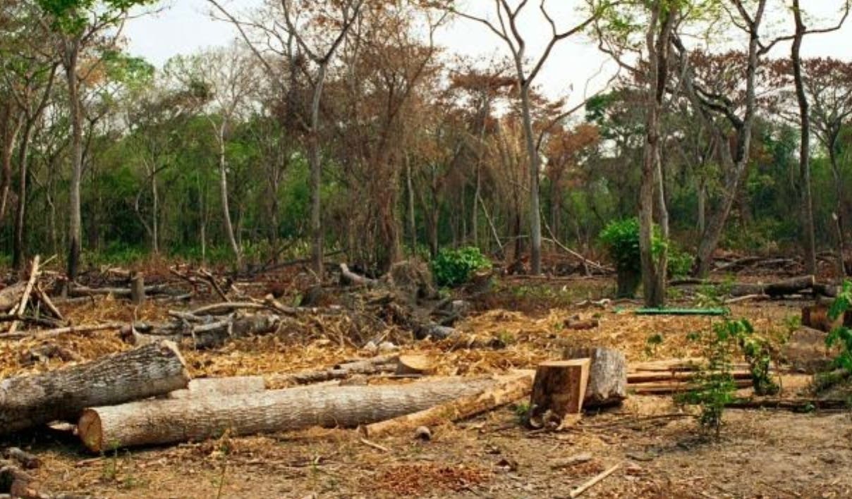 Degradación De Hábitat Amenaza La Biodiversidad 