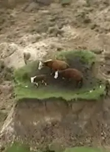 Vacas se quedan en montículo tras terremoto