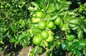 Agricultor hiere de bala hombre que sorprendió robando limones de su propiedad