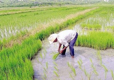 Abastecimiento de arroz supera los 13 millones de quintales