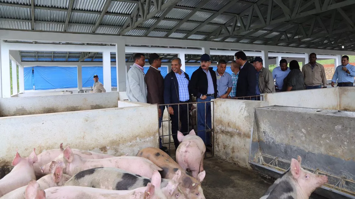 Danilo Medina visita productores cerdos y pollos en Bonao para supervisar proyecto