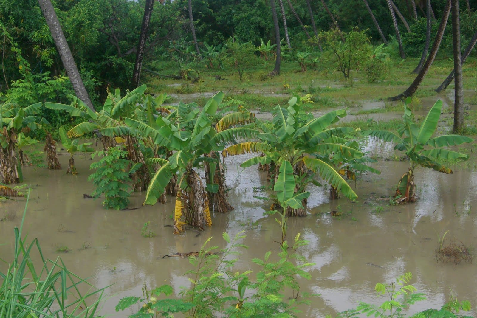 Inundaciones dejan pérdidas millonarias en el sector agrícola