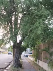 Gina, árbol que avala la cadena alimenticia