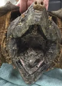 La tortuga de 24 kg rescatada de una tubería