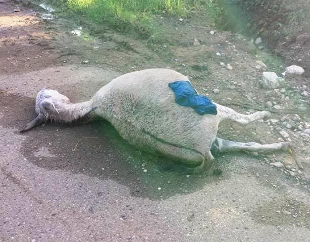 En Puerto Plata matan burros por venganza