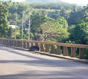 La matanza de burros ha sido condenada por personas consultadas, que alegan los animales no son culpables de nada.