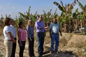 Adoexpo asistirá productores de banano afectados por lluvias región Cibao