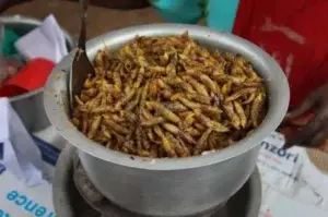 Los saltamontes son una delicia culinaria en Uganda