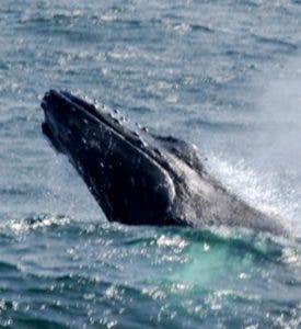 Personal capacitado para cuidar ballenas