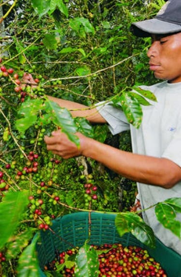 Vietnam redujo su producción de café