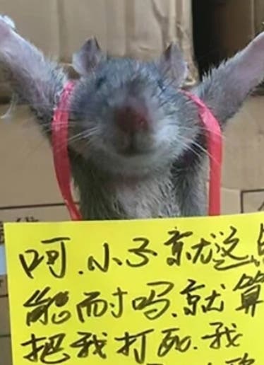 Por ladrona torturan una rata en China