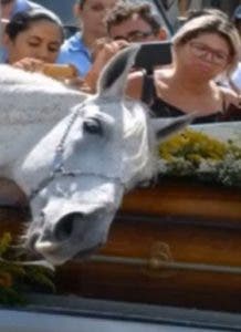 Caballo llora a su dueño encima de ataúd