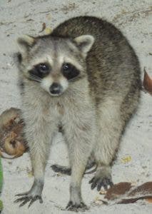 Medio Ambiente ordena incautar los mapaches por ser amenaza para la flora y fauna