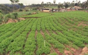 Medio Ambiente inicia desmonte de estructuras agrícolas en Valle Nuevo