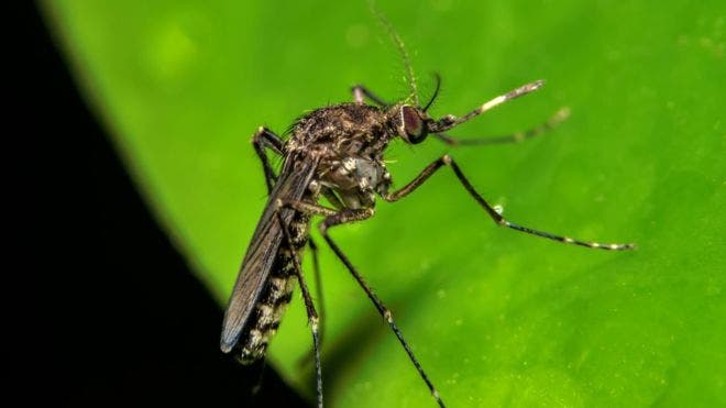 Fiebre de oropouche, enfermedad parecida al zika que amenaza con propagarse por América del Sur