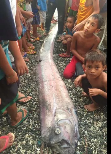 Los peces que podrían presagiar de un terremoto