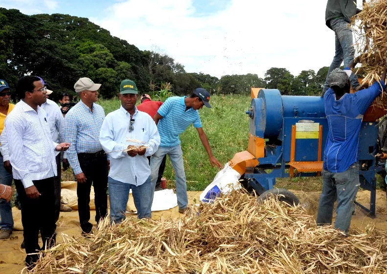 Agricultura inicia recolección de habichuelas