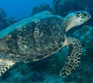 Cinco personas son apresadas por tráfico de carne tortuga carey