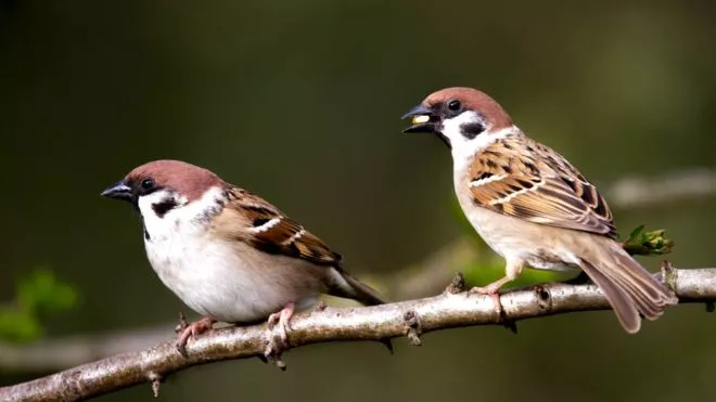 Las aves cerca de tu casa pueden mejorar tu salud mental