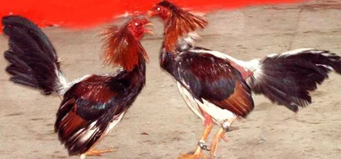 apresan-y-cancelan-profesor-por-gallo-ny