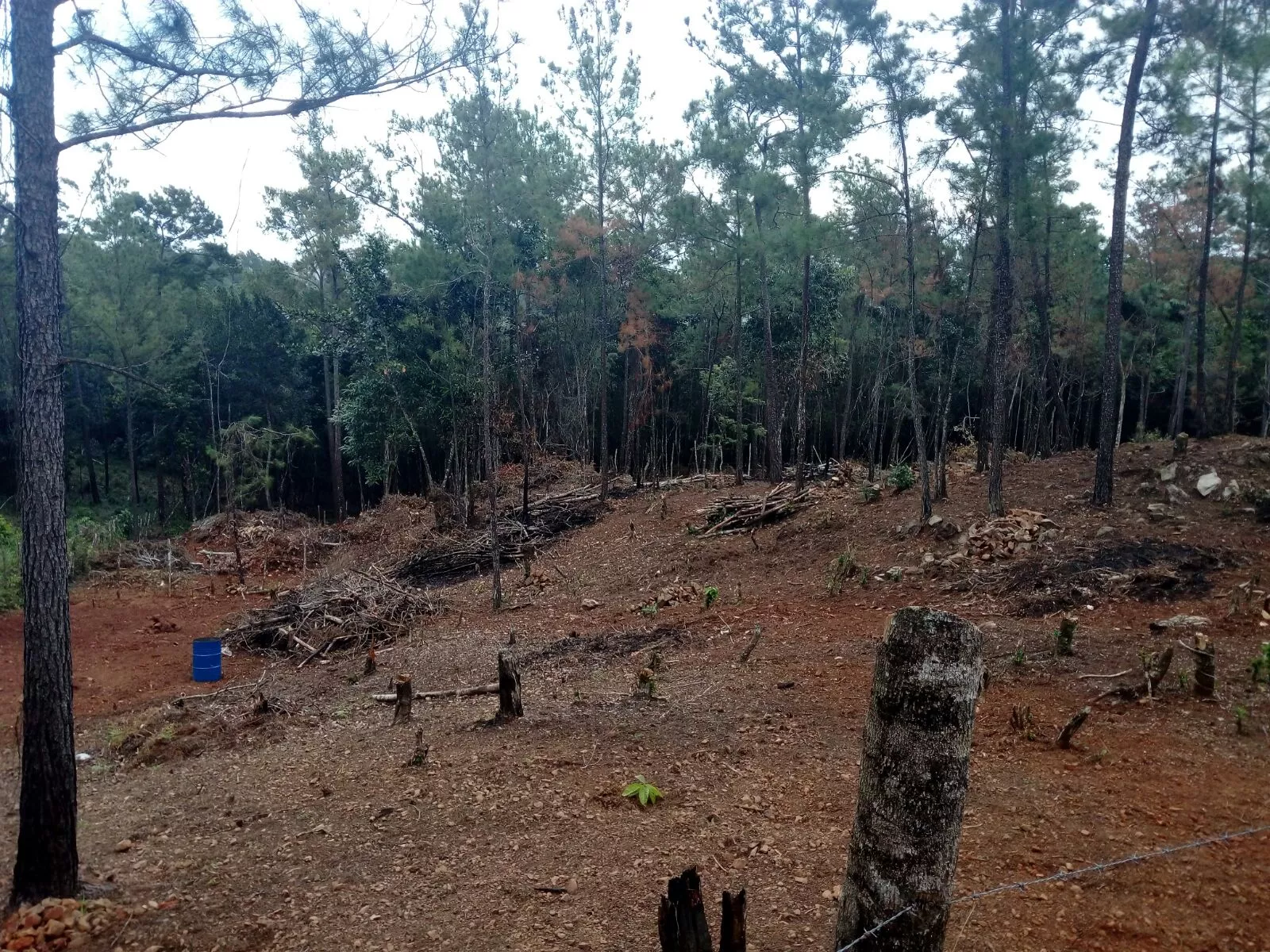 Medio Ambiente somete a 3 personas por tala ilegal del árboles en Jarabacoa