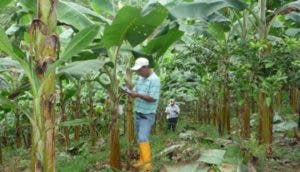 Agricultura entrega insumos a productores de plátanos de La Vega y Espaillat