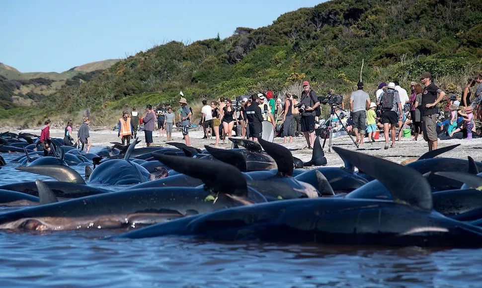 Encallan unas 200 ballenas más en Nueva Zelanda pese a esfuerzos de voluntarios