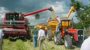 Hacer arroz plástico saldría más caro