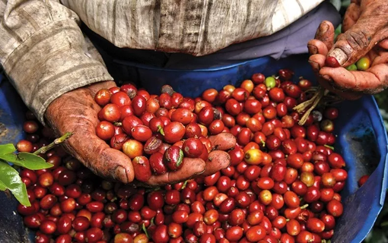 Variedad de Café atrae a Colombia