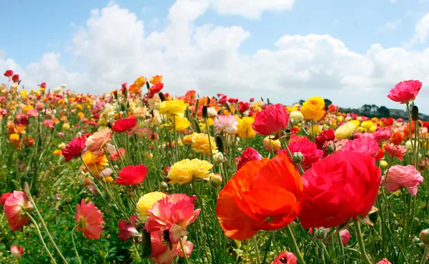 Hoy comienza la primavera, la estación más colorida del año