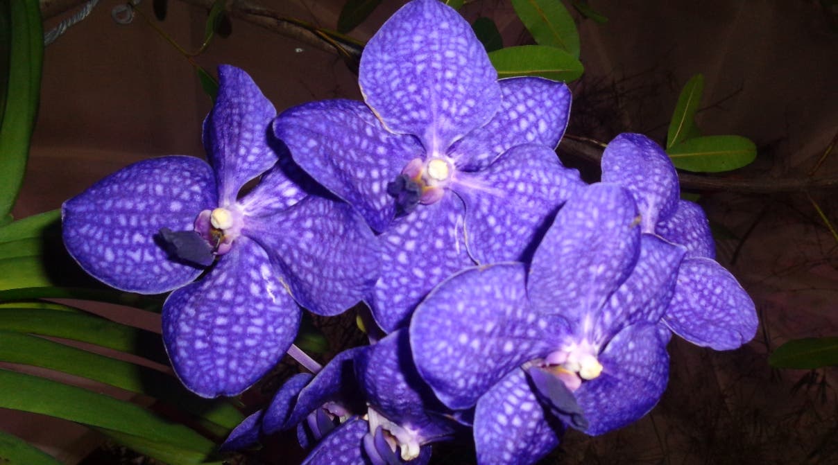 Exposición muestra belleza de orquídeas