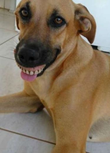 Perro exhibe dentadura postiza en boca