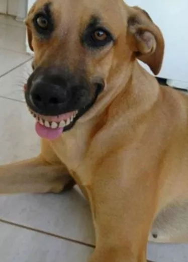 Perro exhibe dentadura postiza en su boca