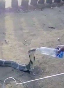 Serpiente sedienta bebe agua en botella