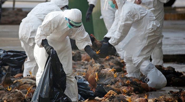 FAO activa protocolos ante brotes de Influenza Aviar en la región