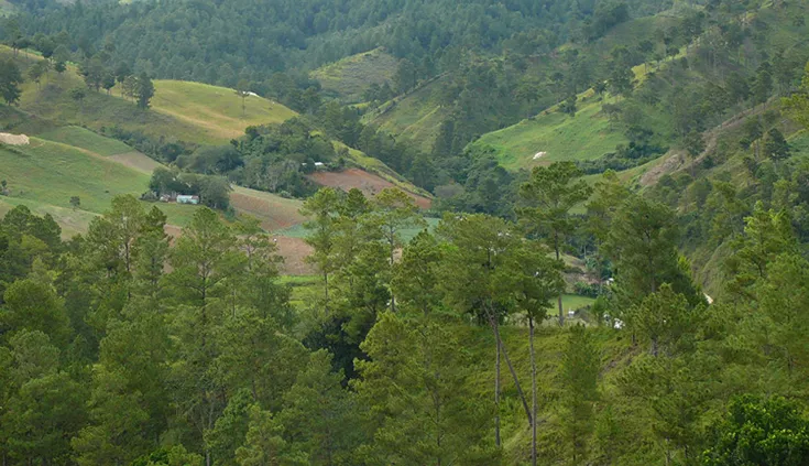 Día Mundial de la Forestación: Cuidemos los bosques