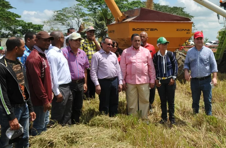 Agricultura inicia la cosecha de arroz en Angelina, Cotuí