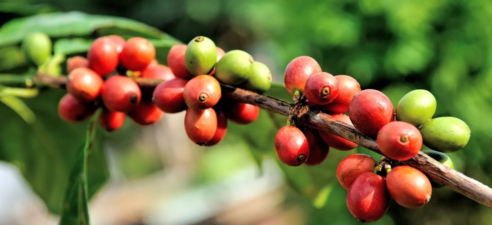 Científicos investigan planta café resistente