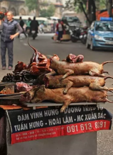 Taiwán prohíbe comer carne de perro y gato