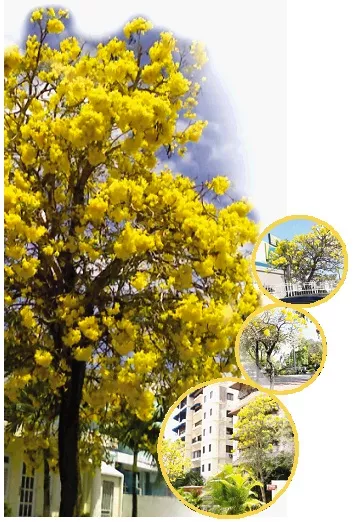 La primavera se viste de amarillo con el roble