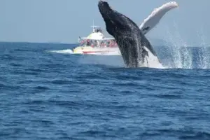 Aumentan visitantes en temporada de observación de ballenas jorobadas