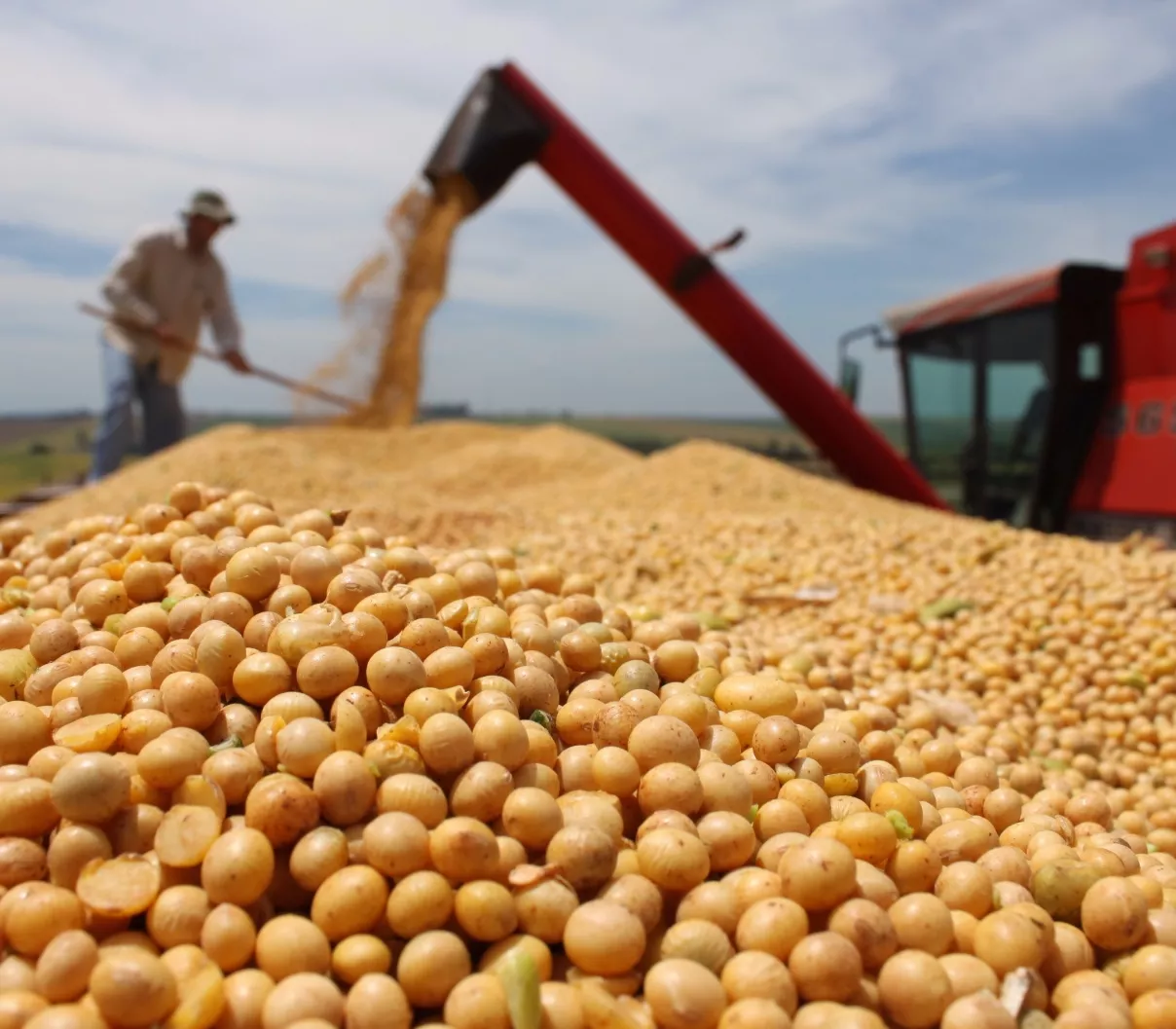 Exportación de la soja sube por la demanda