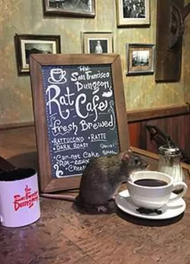 Un café para ratas tendrá lugar en San Francisco