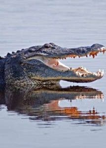 Cocodrilos devoran pastor intentó andar sobre agua