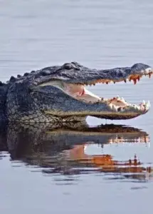 Cocodrilos devoran pastor intentó andar sobre agua